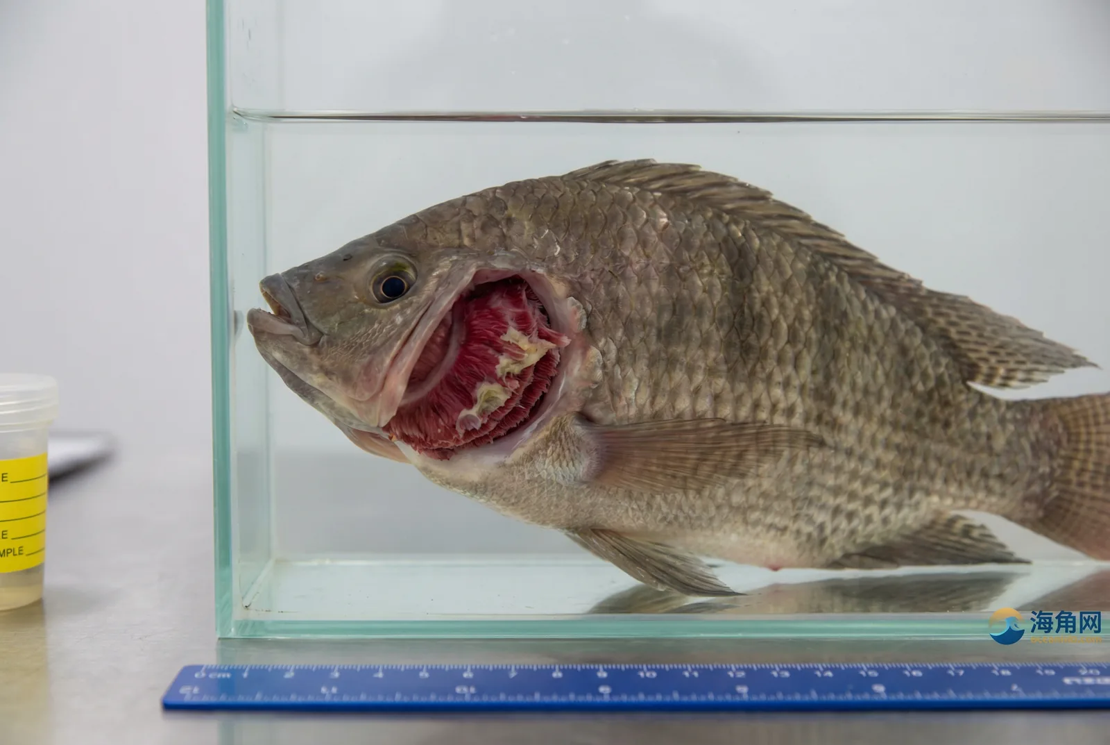 烂鳃病诊断与防治 - 黑料大赛